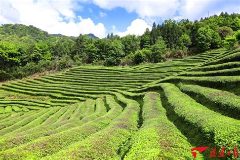 福建茶風水|建议收藏：福建茶叶大汇总，了解福建全部茶叶看这一篇就够了